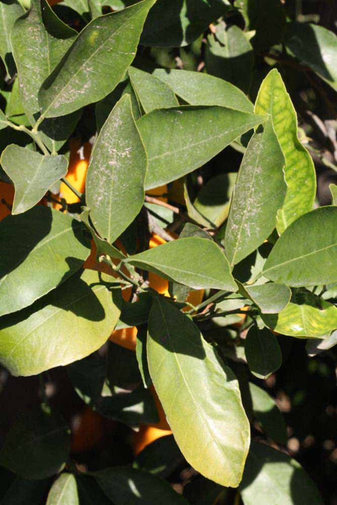            Sun leaves (Riverside, CA)   